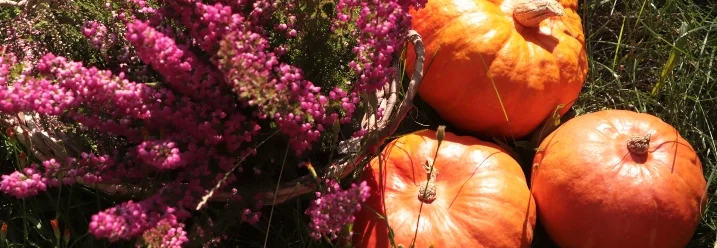 Drei Kürbisse und Heidekraut im Gras